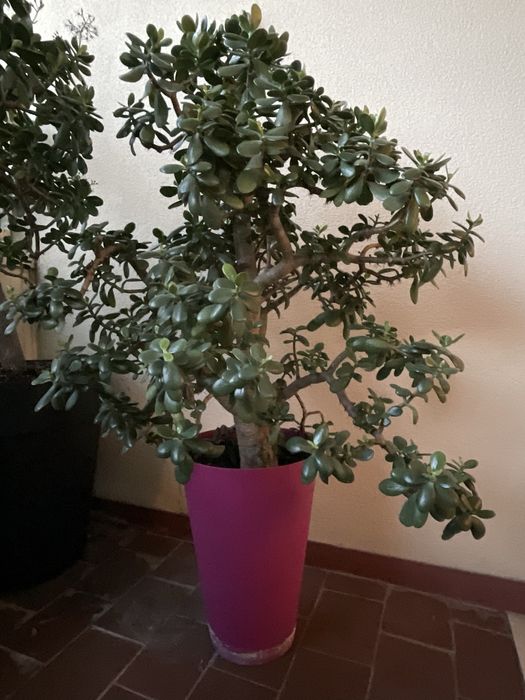 Suculenta Crassula Ovata/Planta de Jade/sorte 80 cm (120 cm com vaso)