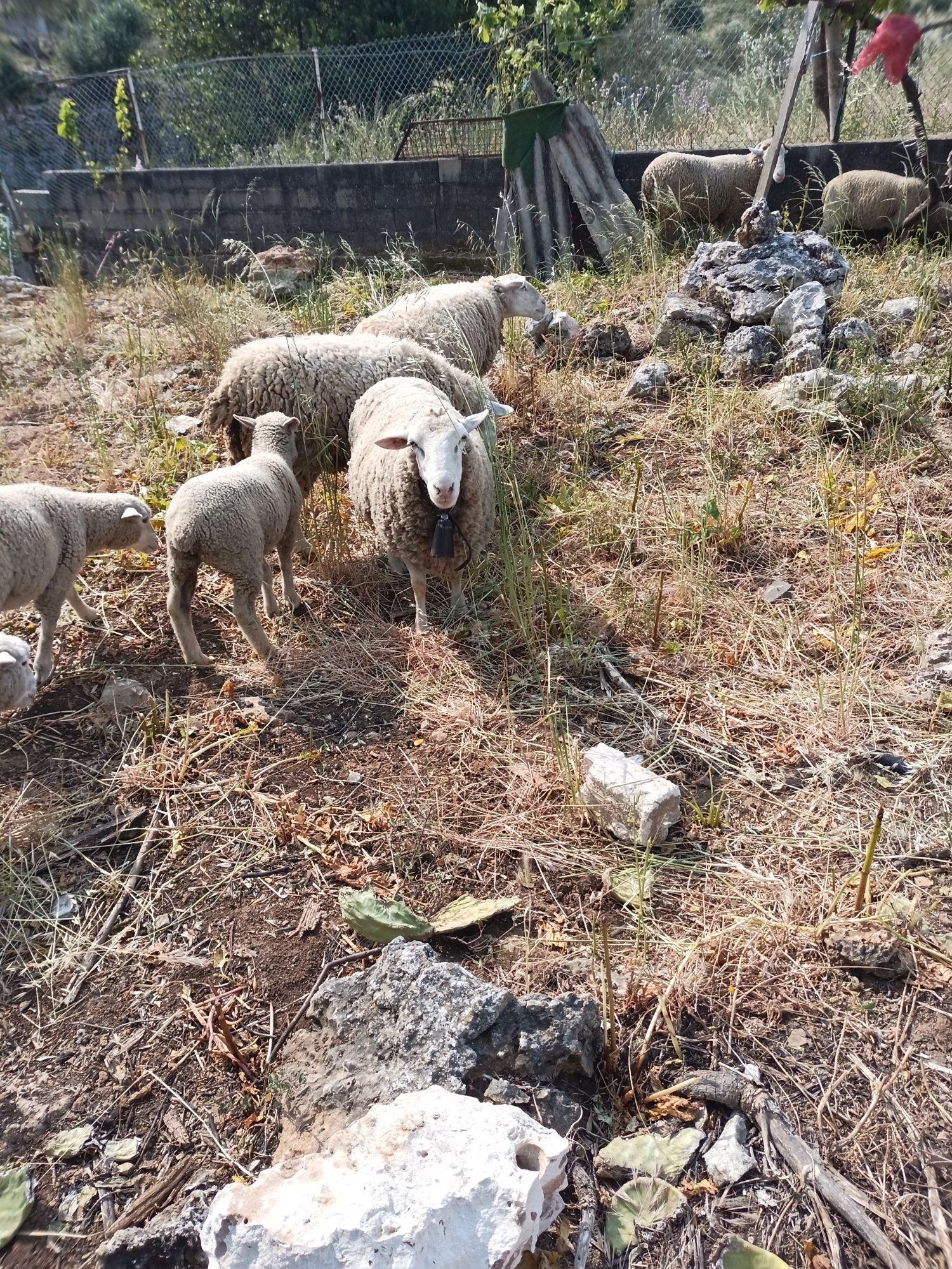Animais da quinta para trocar de pastio