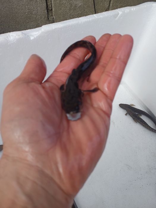 Miętus 5-9cm. Sandacz, Jesiotr, Pstrąg