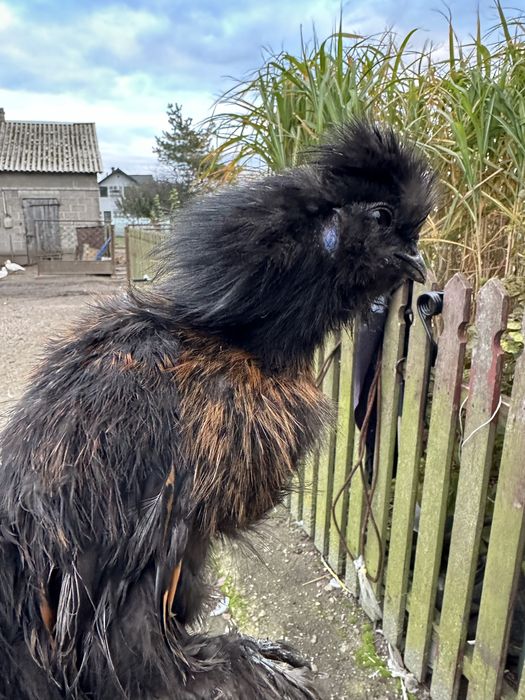 Sprzedam silki młode parka