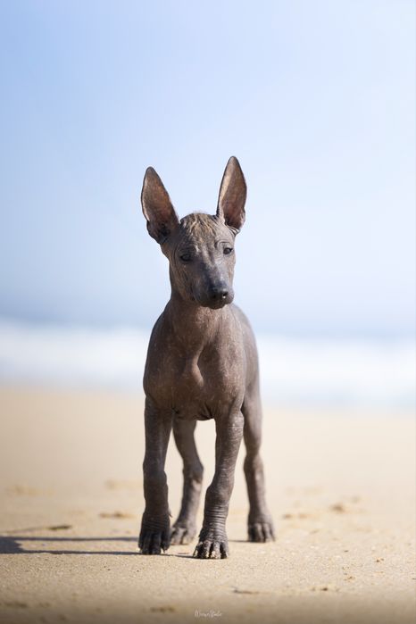 Lyborius Legacy - Cão Sem Pelo do Mexico