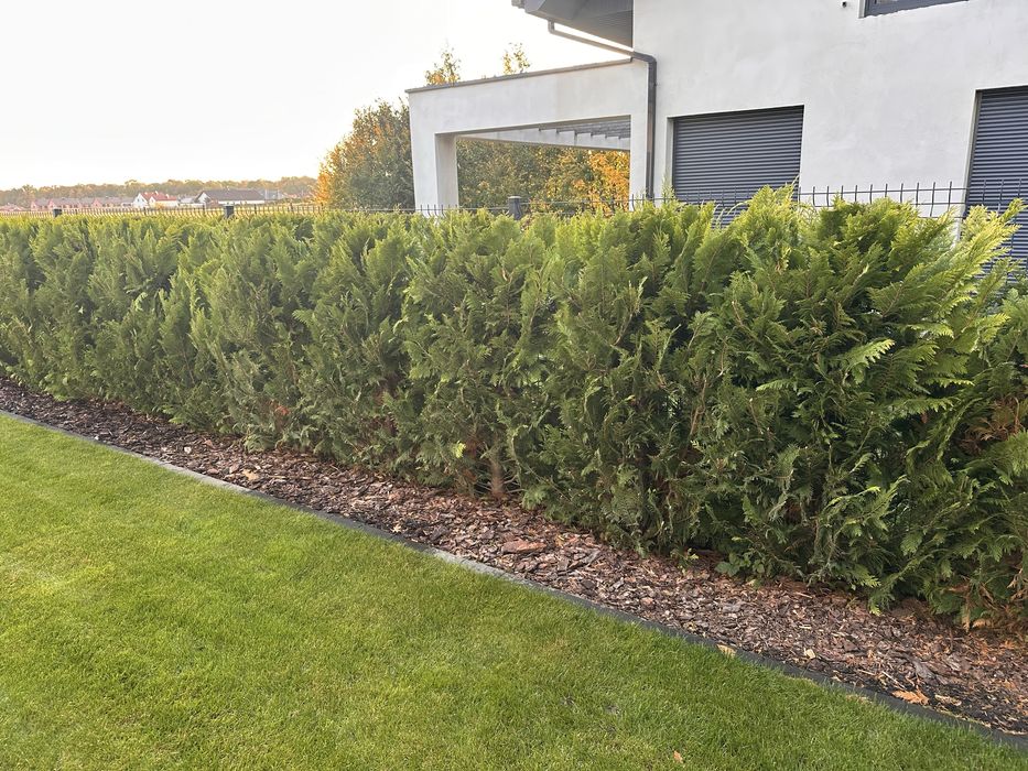 Cyprys Lawsona Cyprysik 34.szt 160cm żywopłot