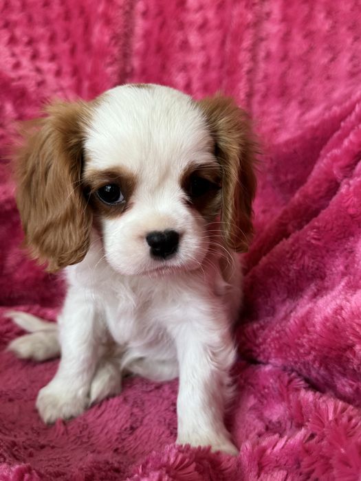 Piesek- Cavalier  King Charles Spaniel
