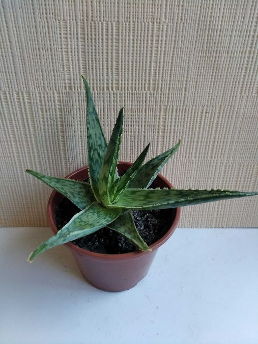 Алоэ сомалийское алое Somaliensis