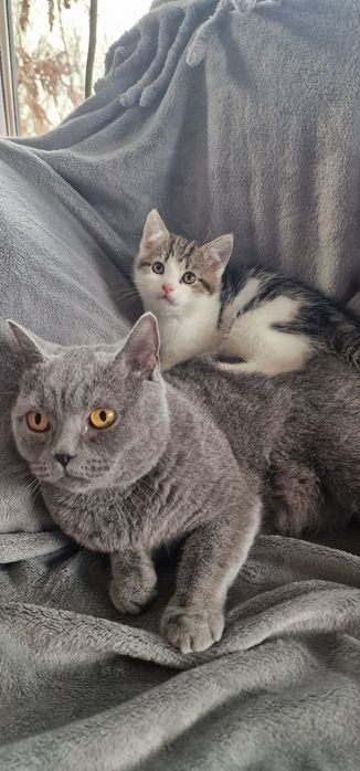 Oddam kotka rasy Brytyjski Krótkowłosy