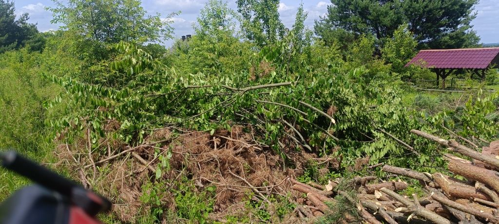 Grube gałęzie, iglaste i lisciaste za darmo