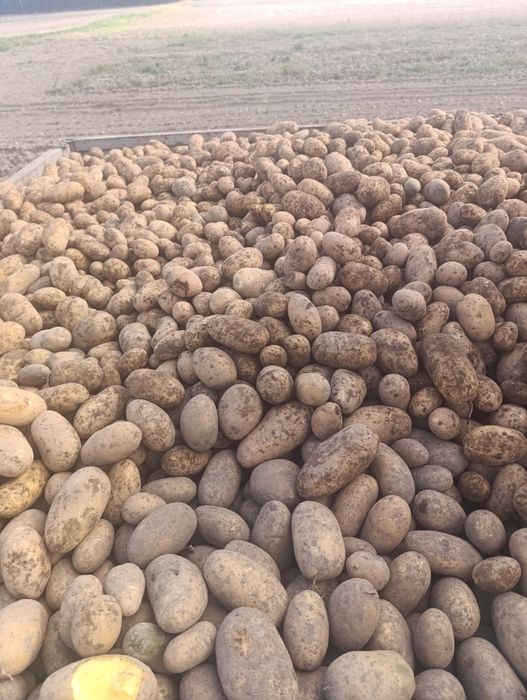 Ziemniaki odmiany Anna Bernina  10kg