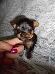 Yorkshire Terrier miniaturka suczka