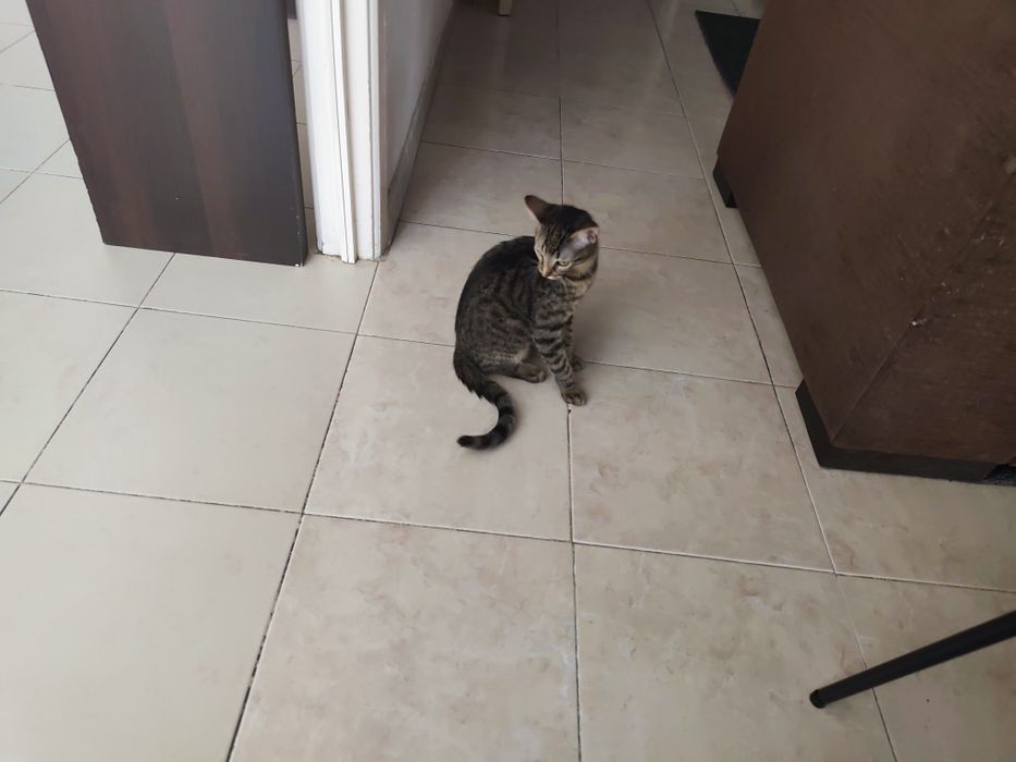 Urgente... Doação de duas gatas