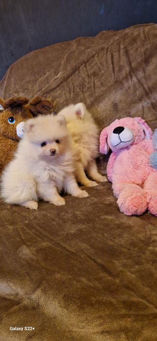 Śliczna sunia szpic