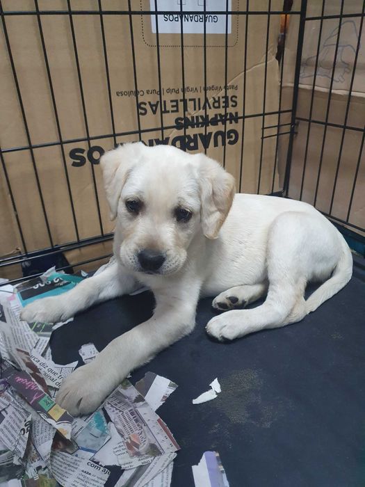 Labrador machinho pronto para nova familia
