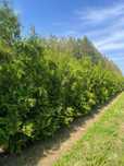 tuje brabant 330cm PRODUCENT
