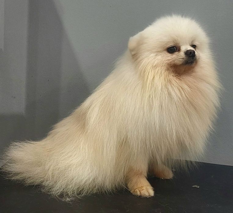 Вязка Померанский шпиц , тип мишка