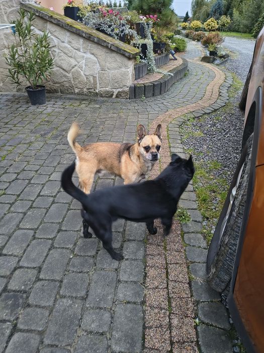 Dwa  małe wesołe pieski