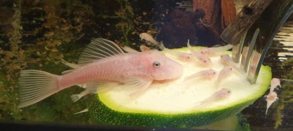 Ancistrus Snow White krótka płetwa Wysyłka Zbrojnik Glonojad