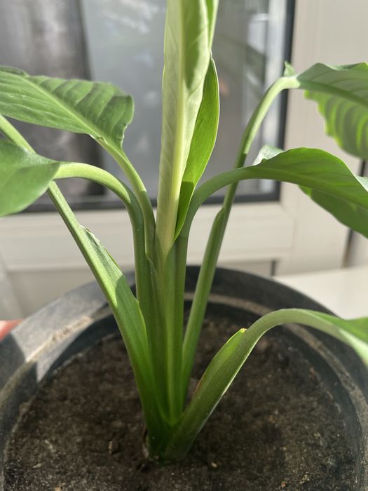 Вазон спатіфілум