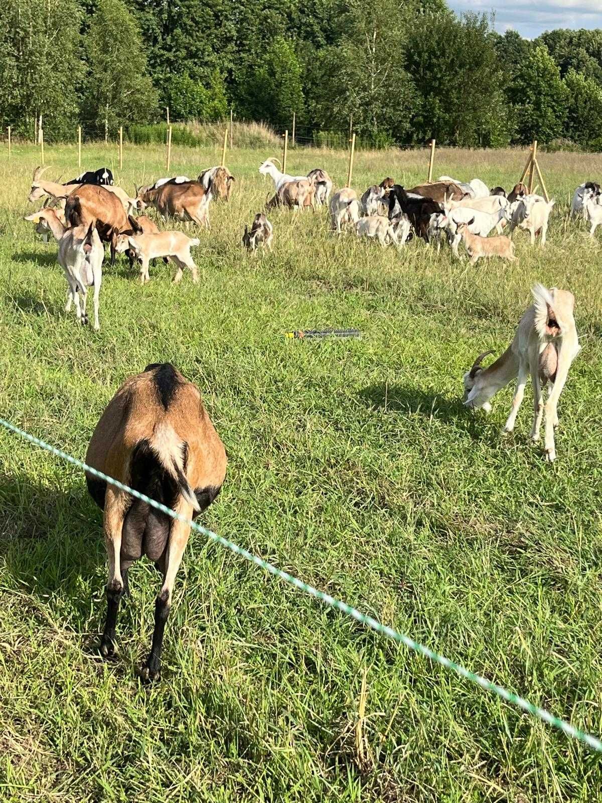Kozy dorosle z mlekim ,zasusxonr,kotne i młode sprzedam