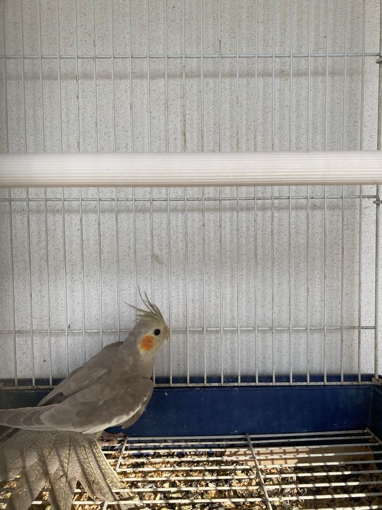 Vendo 2 fêmeas de caturra