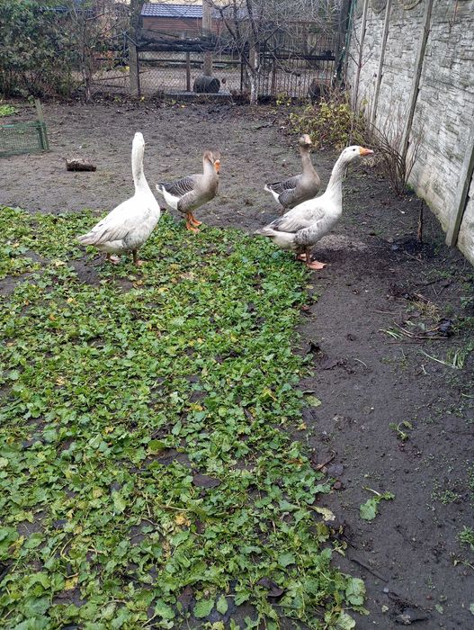 Sprzedam białe gęsi