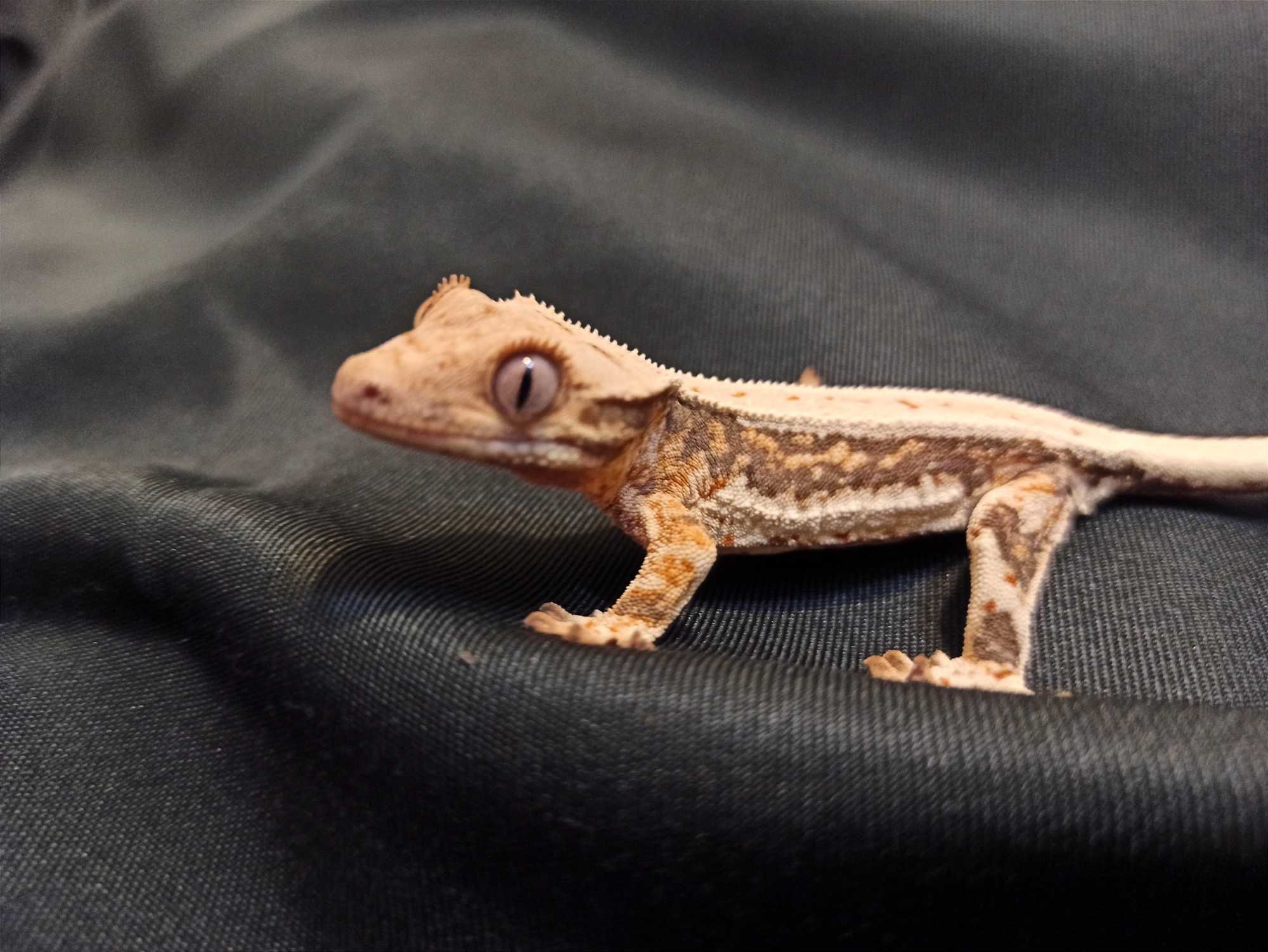 Gekon orzęsiony młody Crested Gecko Correlophus ciliatus  Lilly White