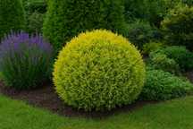 P9 Thuja occidentalis golden globe