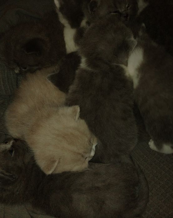 Kto brytyjski krótkowłosy