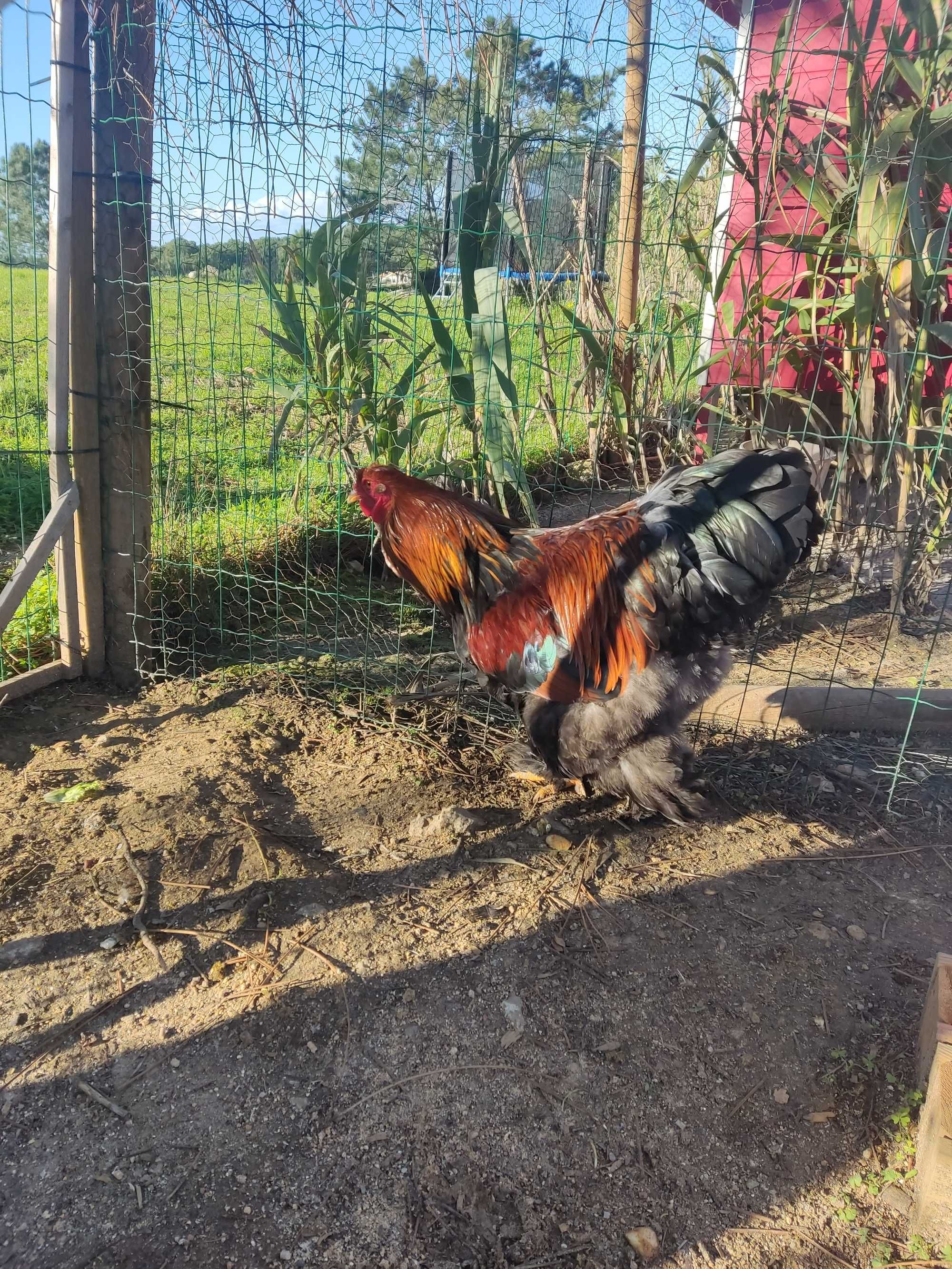 Lindos galos Brahma