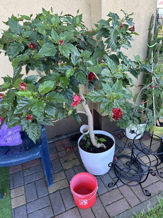 Róża chińska Ketmia 140 cm piękny okaz kwitnąca z doniczką