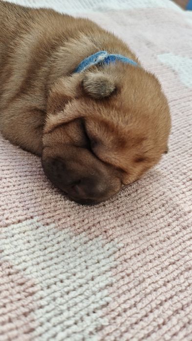 Szczeniak shar pei