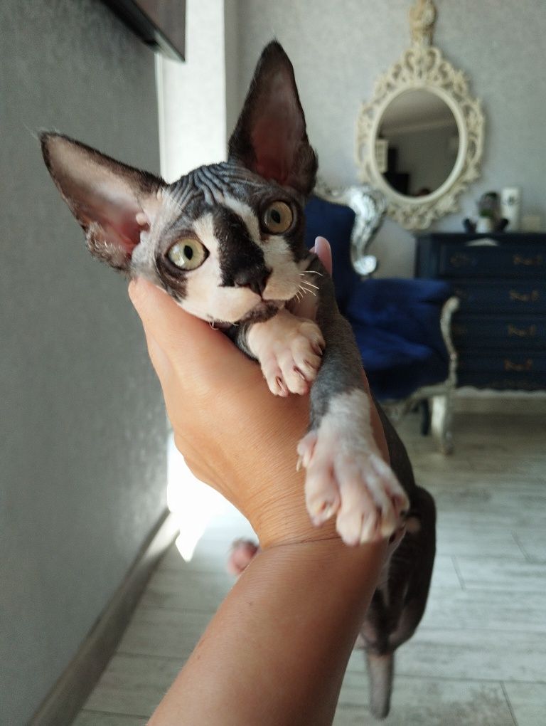 Котята девон -рекс