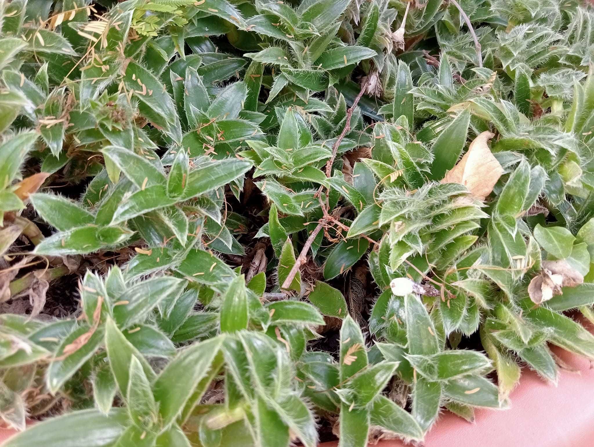 Planta natural para jardim peperomia Angulata