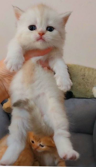 Девочка милашка шотландочка Ооочень добрая и ласковая