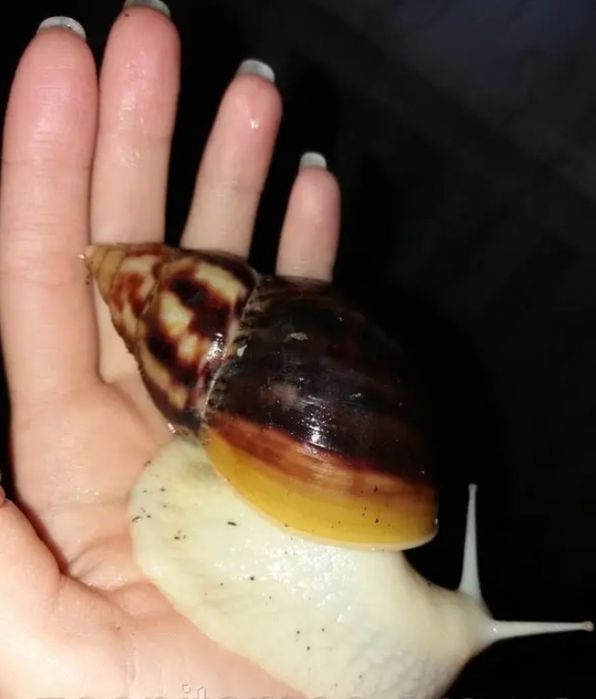 Равлики ахатини фуліка альбіно боді