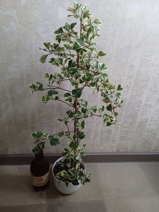 Фікус Вайт Марджин Алі Амстел Кінг Ірен Голден Монік Шріверіана Міля