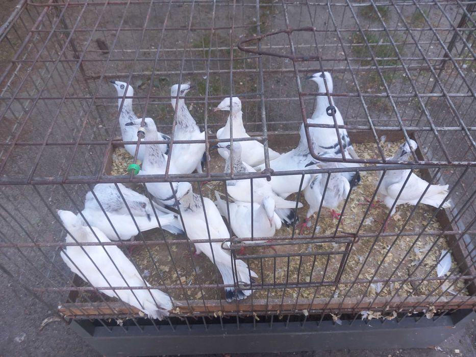 Sprzedam lot  gołębi