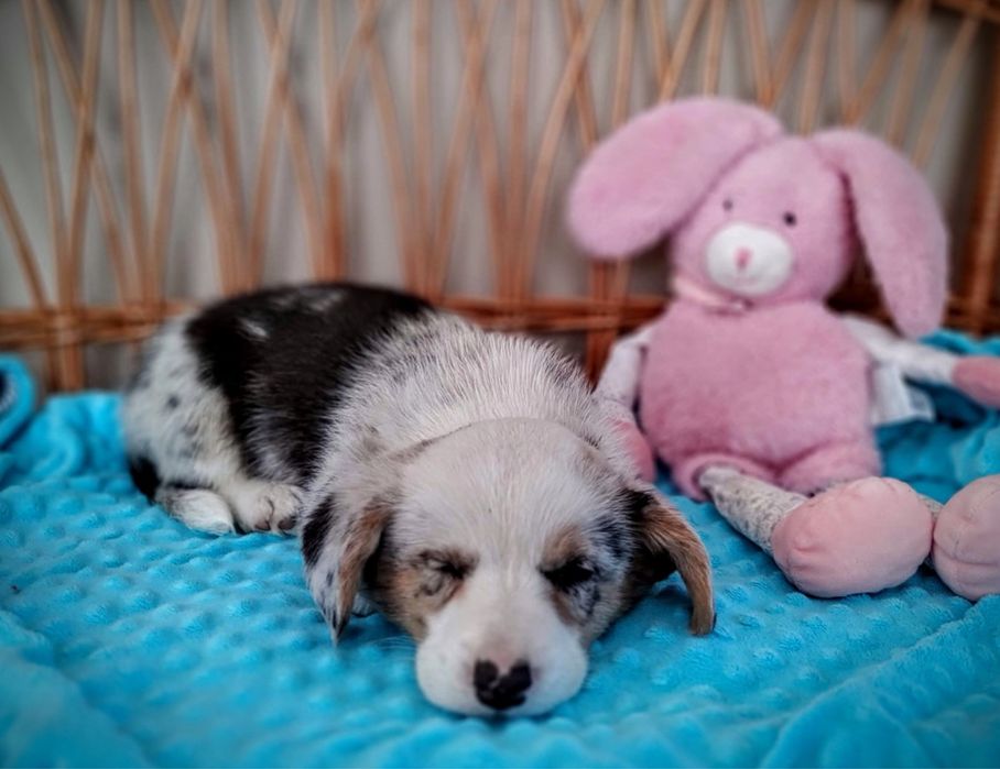 Welsh Corgi Cardigan FCI Zapowiedź miotu