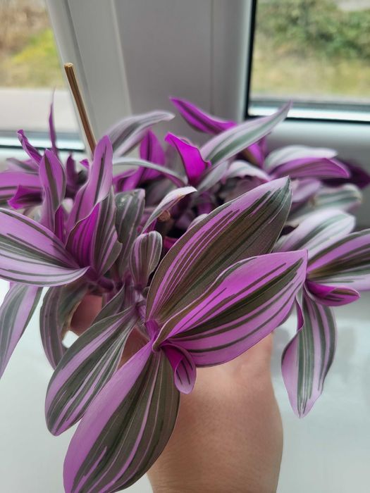 Традесканція  Бургунді  каллізія Рожева пантера Черепаха