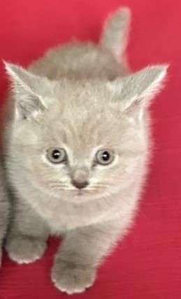 Шотландские мраморные котята