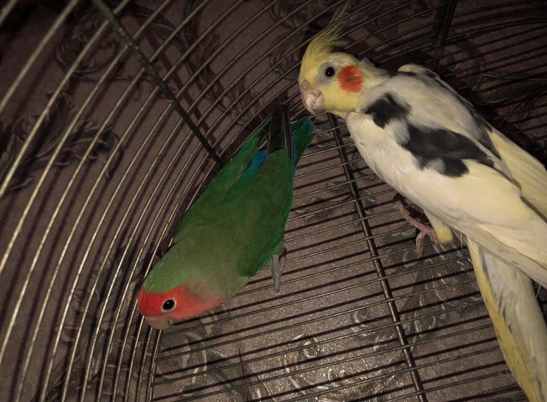 Молодые две птички