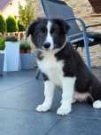 Border Collie Piesek Czarno Biały