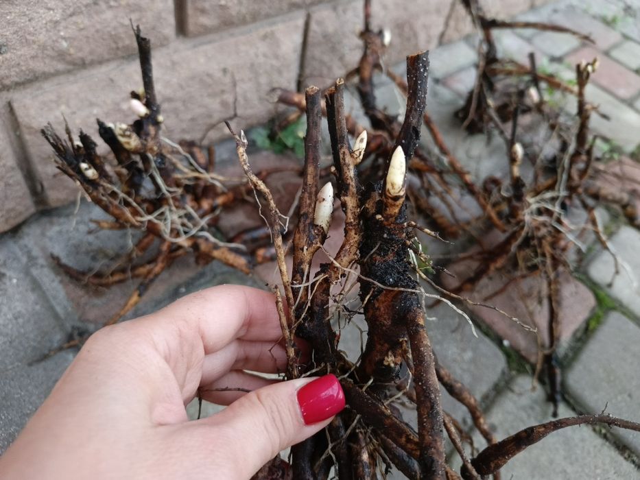 Півонія рожева, пахуча, зі свого саду