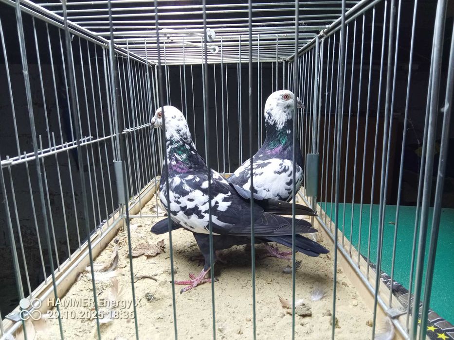 Sprzedam pocztowe tygrysy