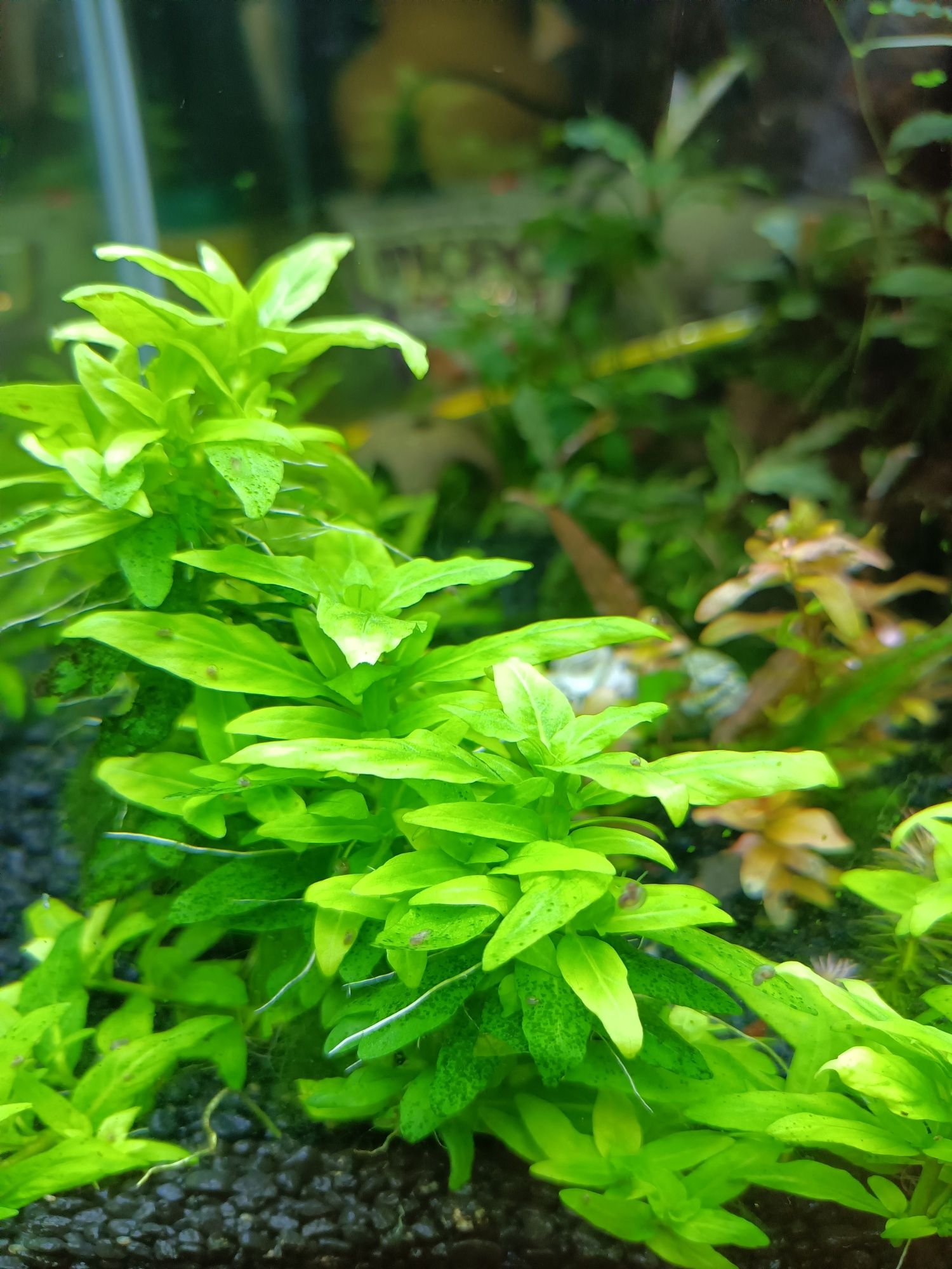 Ludwigia mini super