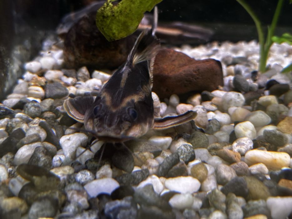 Platydoras/sum liniowy