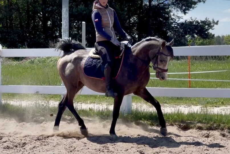 Wałach Arabski. Bardzo grzeczny ! Idealny dla dziecka.  4 lata.