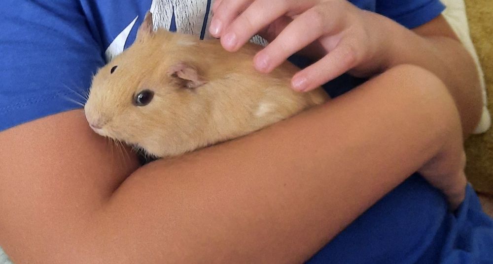 Морська свинка хлопчик