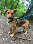 Sunia Bunia do adopcji !