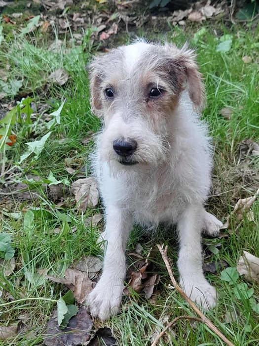 Szczeniak foksterier szorstkowłosy