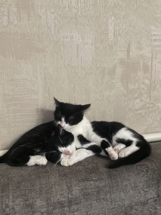 Кошенята в Добрі руки