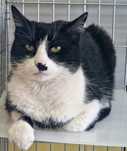 Kocurek Horacy do adopcji!